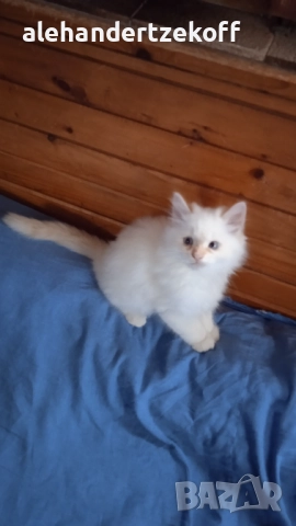 Невска маскарадна котка Neva Masquerade, снимка 15 - Сибирски - 51691685