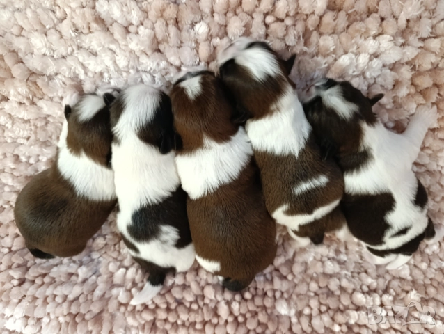 Кученца Ши Тцу /SHIH TZU FCI pedigree , снимка 11 - Ши Тцу - 52464119