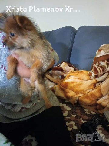 Мъжко куче юрки, снимка 3 - Други - 53571478