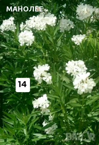 50 РЕЗНИКА В ЕДИН ПАКЕТ /видове по избор/ ЗА 20 ЛВ., снимка 15 - Градински цветя и растения - 51618754