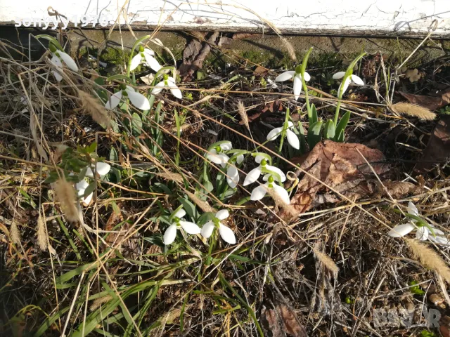 25лв гръм кокичета с луковици в саксия 0502251847, снимка 2 - Градински цветя и растения - 48981989