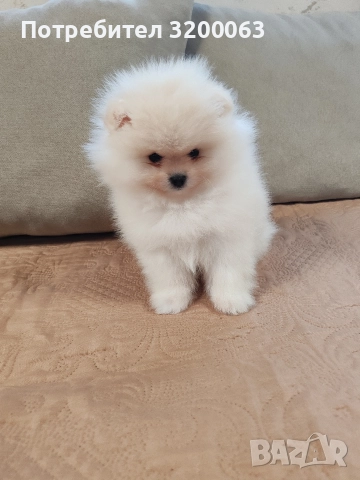 Померан мини мъжко , снимка 6 - Померан - 52878318