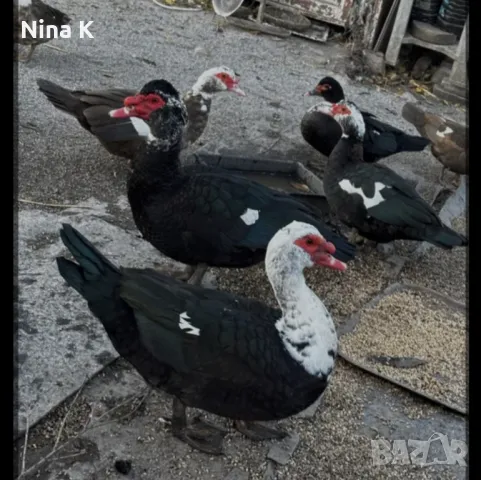 неми патицы за продажба 