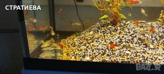 Гупи отглеждани в домашни условия., снимка 10 - Рибки - 50004944