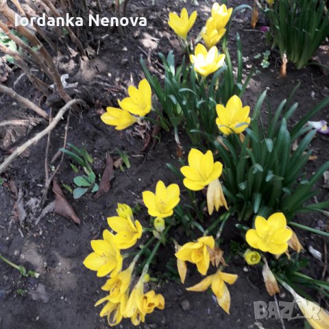 Жълт есенен минзухар