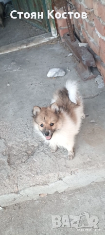 ПОМЕРАН Мини Шпиц , снимка 1