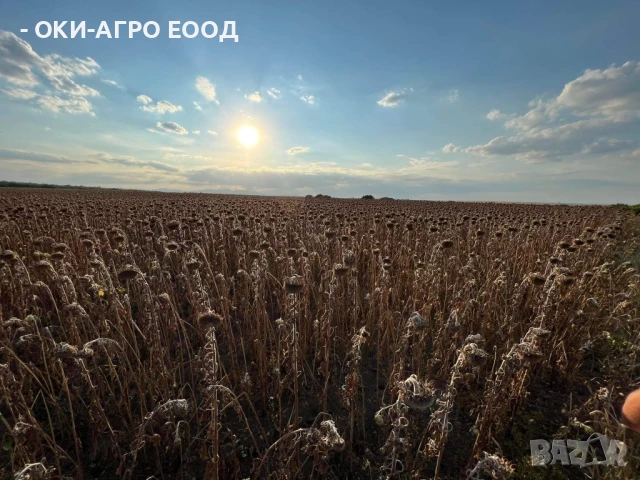 Фуражи / Зърна - Пакетирано / Насипно - Големи и малки количества, снимка 9 - Други стоки за животни - 50679841