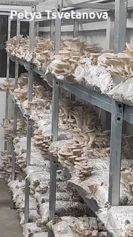 Маринована,бланширана гъба кладница и готови ястия,салати, снимка 7 - Домашни продукти - 52937481