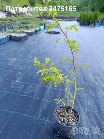 увивна роза Alden Biesen -розова, снимка 8 - Градински цветя и растения - 50303098