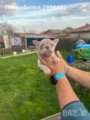 Френски булдог , снимка 8 - Френски булдог - 52567202