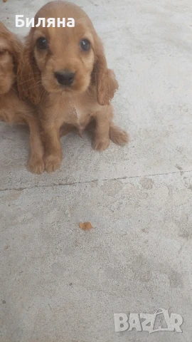 кокер шпаньол, снимка 1