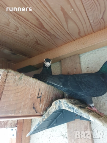 Гълъби , снимка 2 - Гълъби - 52439618