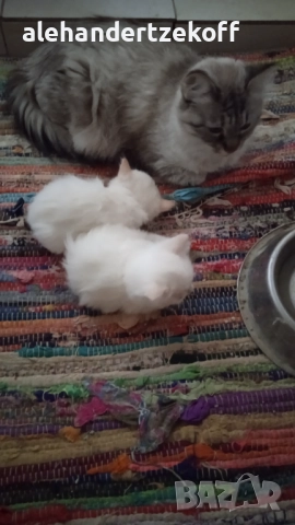Невска маскарадна котка Neva Masquerade, снимка 5 - Сибирски - 51691685