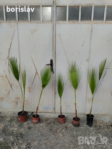 Палми Трахикарпус и Вашингтон