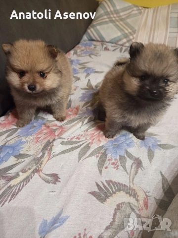 Мини немски шпиц-Померан