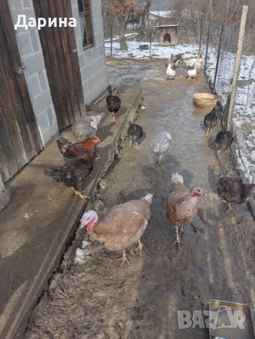 Гъски и пуйки, снимка 7 - Кокошки и пуйки - 53354727