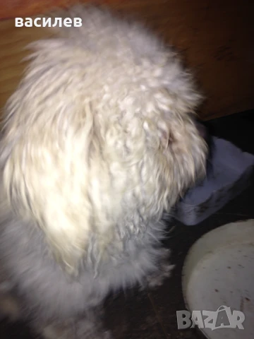 болонки, снимка 7 - Болонка - 50635002