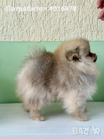 Померан момиче с Родословие FCI, снимка 3 - Померан - 52211824