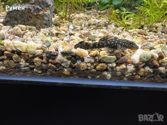 продавам обикновени анцитруси, снимка 2 - Рибки - 52859792