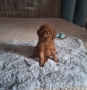 Мини пудел, снимка 3