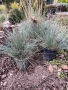 Фестука, синя трева / Festuca glauca, снимка 3