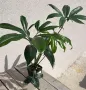 Philodendron goeldii 50.00 лв, снимка 1