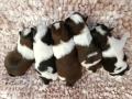 Кученца Ши Тцу /SHIH TZU FCI pedigree , снимка 11