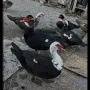 неми патицы за продажба , снимка 1
