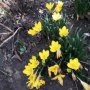 Жълт есенен минзухар, снимка 1 - Градински цветя и растения - 35426445