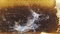 Пчеларски консумативи срещу восъчен молец, снимка 1