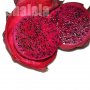 200 семена ароматни екзотични вида питая редки драконови плодове от кактус декорация и свежест на гр, снимка 18