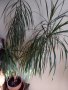 Голяма Драцена , снимка 1 - Стайни растения - 43524483