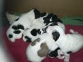 ПРОДАВАМ-продавам djack russell terrier 0406211147, снимка 13