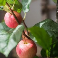 Продавам декорация ябълково дърво в саксия H 100 cm, снимка 6 - Декорация за дома - 29068590