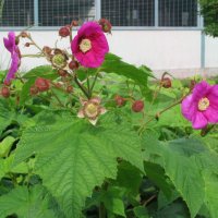 Малина (rubus odoratus) - розово цъфтяща малина, снимка 1 - Градински цветя и растения - 28613794