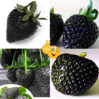 200 семена от плод черна ягода черни ягоди органични плодови ягодови семена от вкусни ягоди отлични , снимка 5 - Сортови семена и луковици - 37706890
