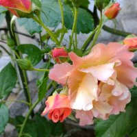 Резник оранжева роза 💥, снимка 1 - Градински цветя и растения - 37002865