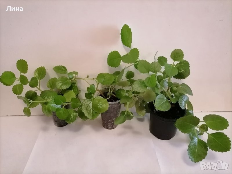 Плектрантус(Plectranthus), шведски брашлян. , снимка 1