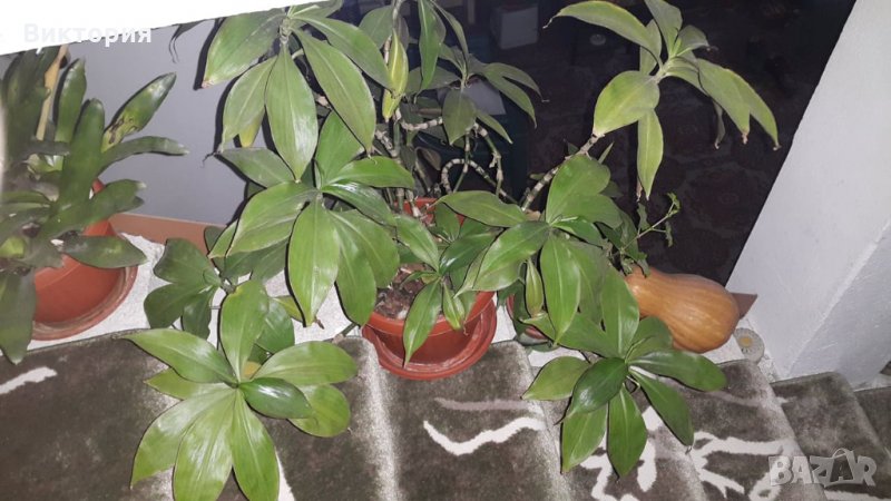 Кализия - билката на века!, снимка 1