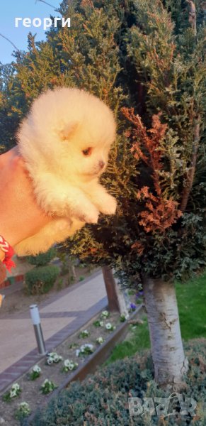 Померан померанче, снимка 1