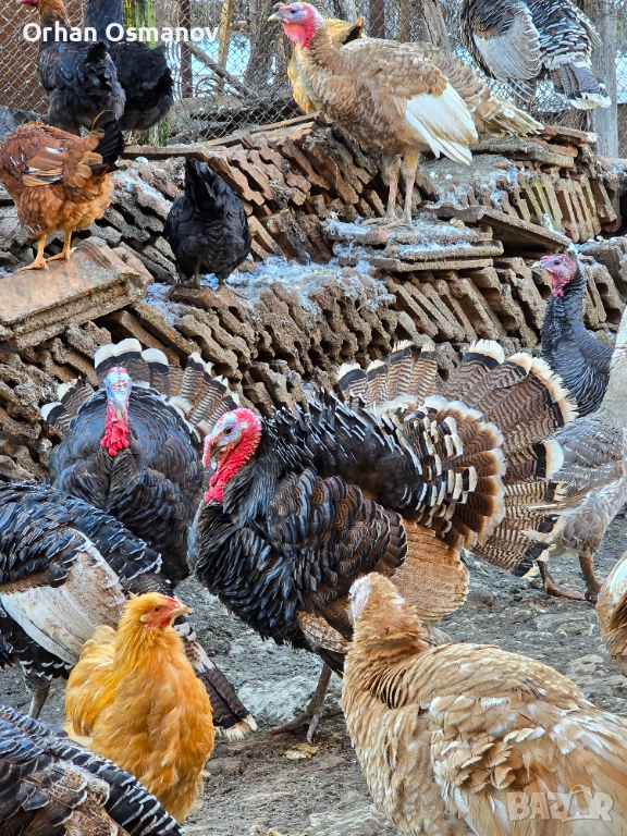 Пуяци, Пуйки , снимка 1