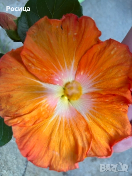 китайска роза , снимка 1