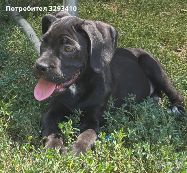 Останаха 2 Кане Корсо, снимка 1