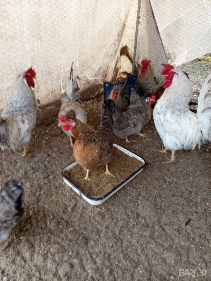 Два петела Легбар, снимка 1