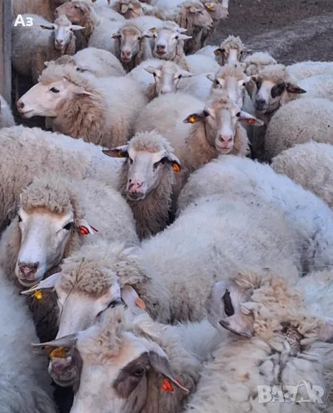 Продавам овце, снимка 1