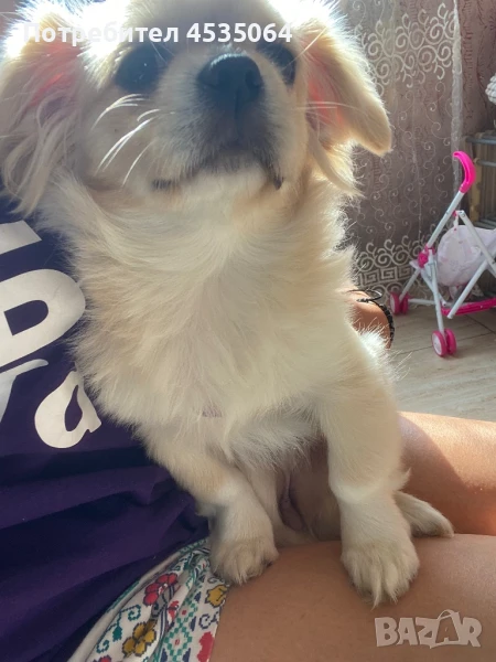 Пекинез, снимка 1