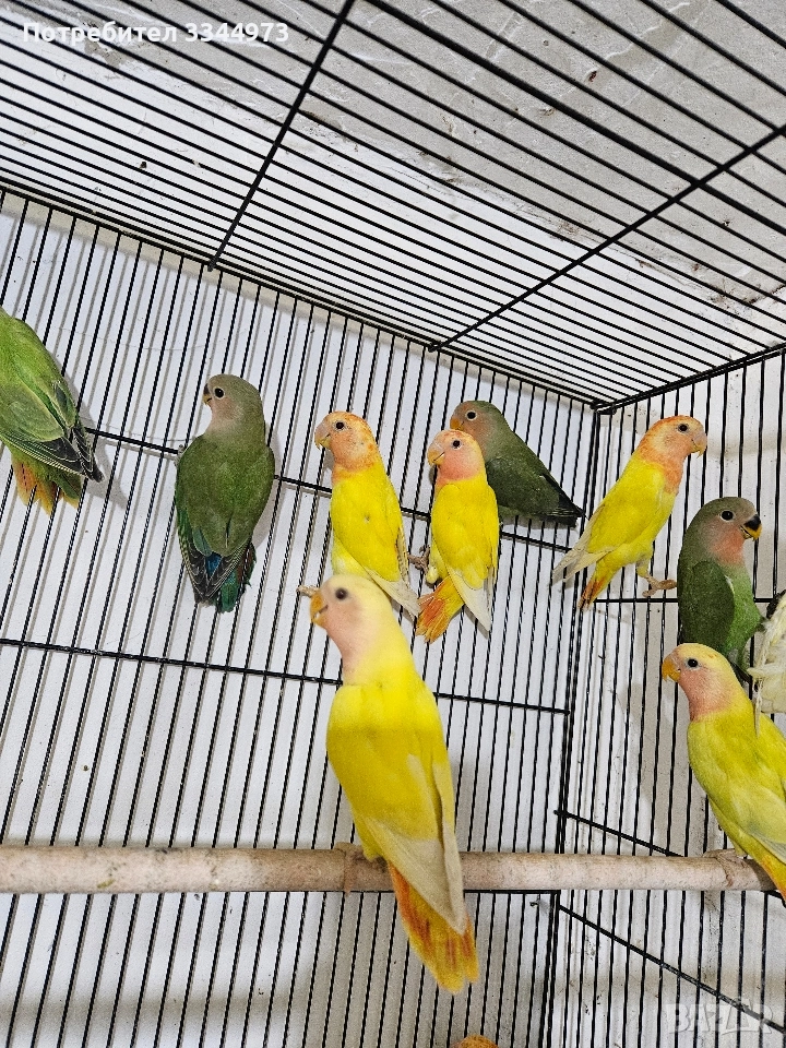 неразделки и вълнисти папагали, снимка 1