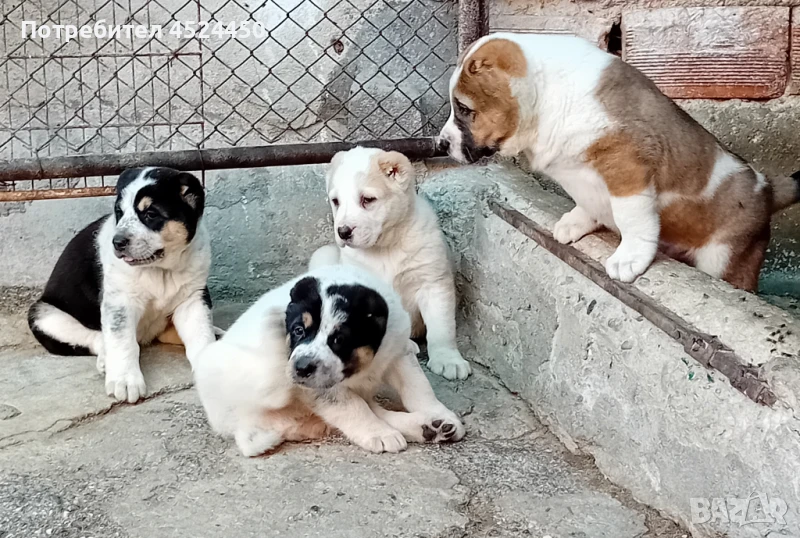 Продавам Алабайчета, снимка 1