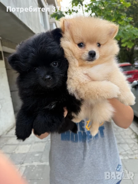 Померани на 2м, снимка 1