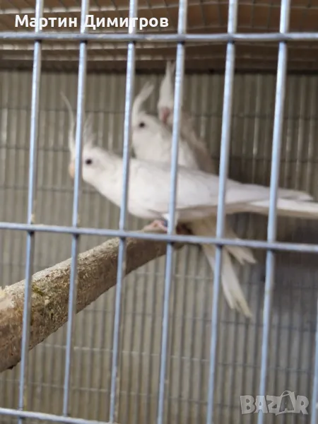 Бели корели, снимка 1